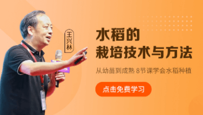 水稻的栽培技术与方法